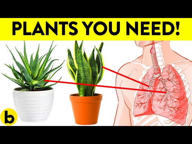 These 8 Plants Are The HEALTHIEST To Have In Your House!