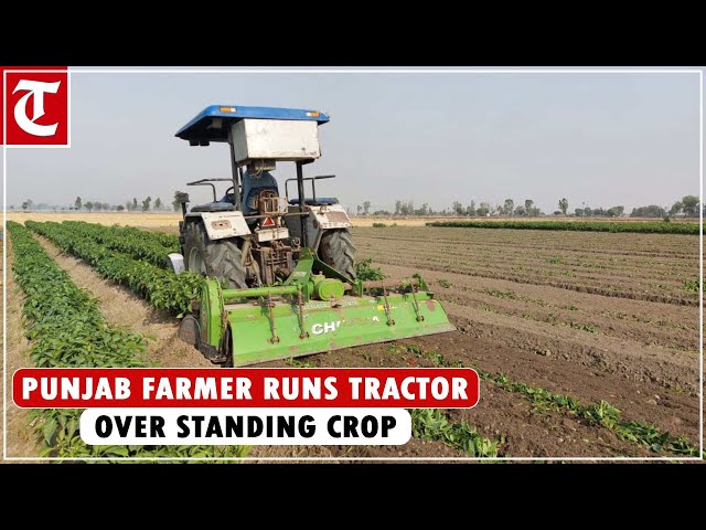 Upset over not getting fair price for his produce, Bathinda farmer runs tractor over standing crop