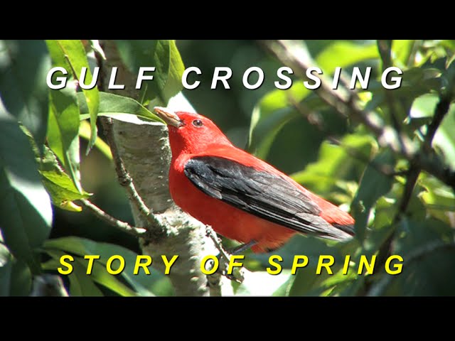Gulf Crossing: Story of Spring