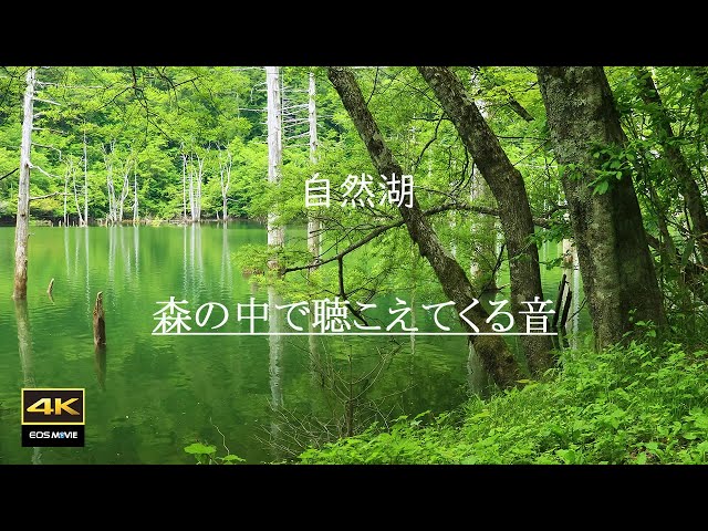 4K【自然環境音】森の中で聴こえてくる音  /  鳥たちのさえずり、雨の音、流れる水の音