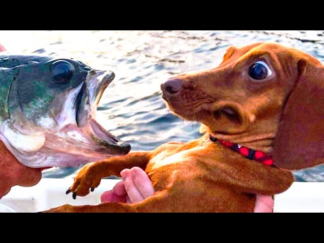 Awesome Funny Dogs Compilation!