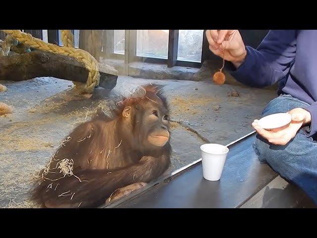 Monkey Obsessed with Magic Trick! Funniest Animal Reaction
