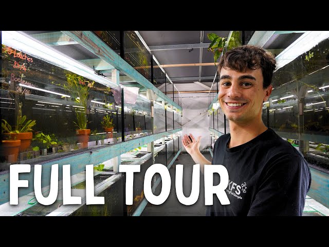 300+ Aquariums in my Fish Breeding Warehouse!