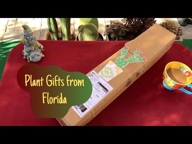 Plant Gifts from The Succulent Greenhouse