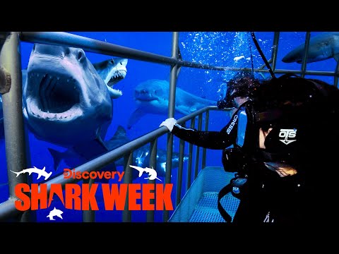 Five Great White Sharks Show Off Their Attack Skills | Shark Week