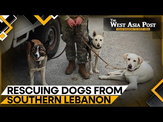 Lebanon: Man sets up shelter for dogs, safe haven amid Hezbollah-Israel clashes | West Asia Post