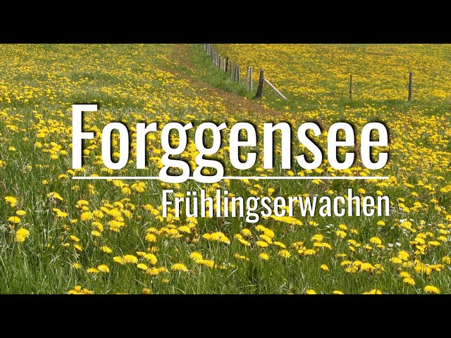 Forggensee (Ostallgäu) - Frühlingserwachen