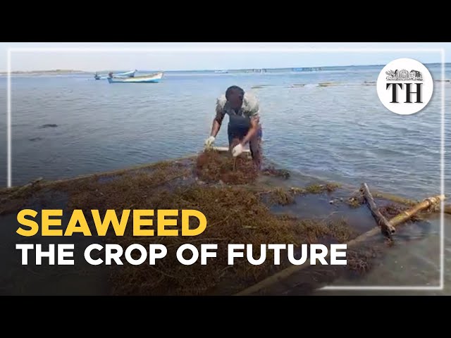 Why is the demand for seaweed growing?