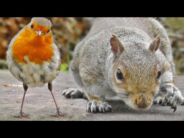 Videos of Birds Chirping and Squirrels For Cats To Watch