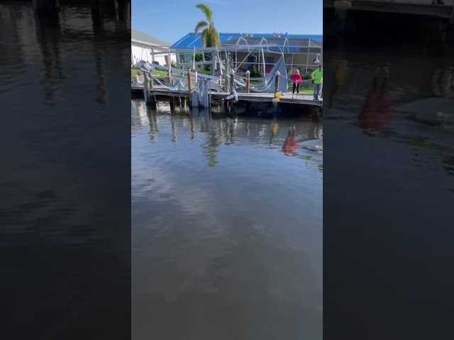 Dolphin in Cape Coral canal