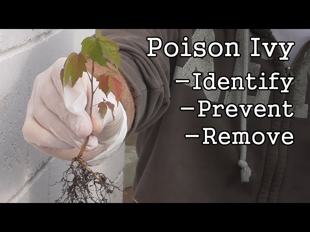 Poison Ivy: How to Identify, Prevent & Remove