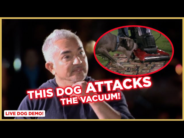 This Dog ATTACKS the Vacuum! (Live Demonstrations)