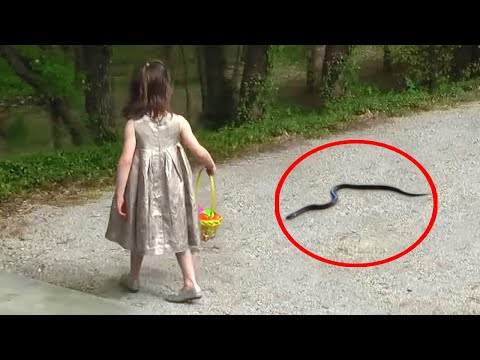 6 Snake Encounters You Really Shouldn't Watch