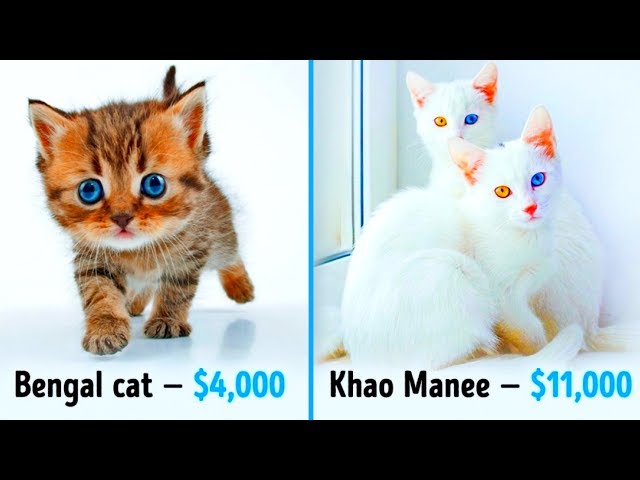 19 Awesome Cats That Cost a Fortune