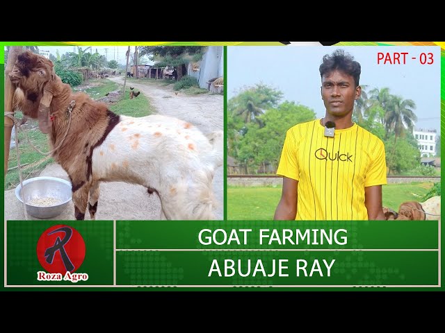 Goat Farming By Abuaje Ray - Part 03 | Goat Farming | Roza Agro Farm