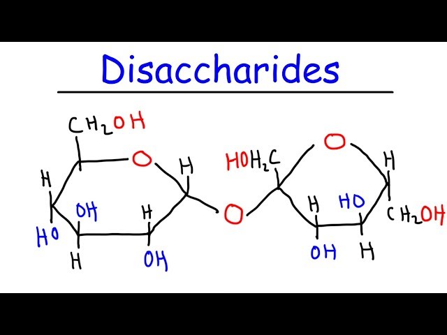 Disaccharides - Sucrose, Maltose, Lactose - Carbohydrates