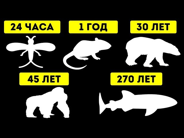 Животные с самой короткой и самой длинной продолжительностью жизни
