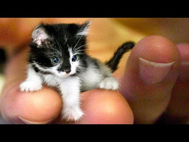 The SMALLEST CATS In The World 🐱