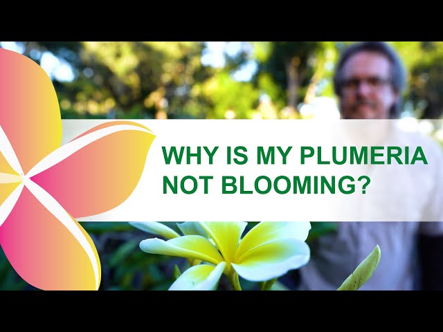 Why isn't my plumeria blooming?