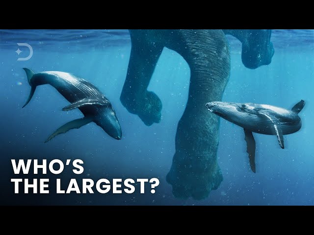 Largest Creatures To Ever Exist On Earth
