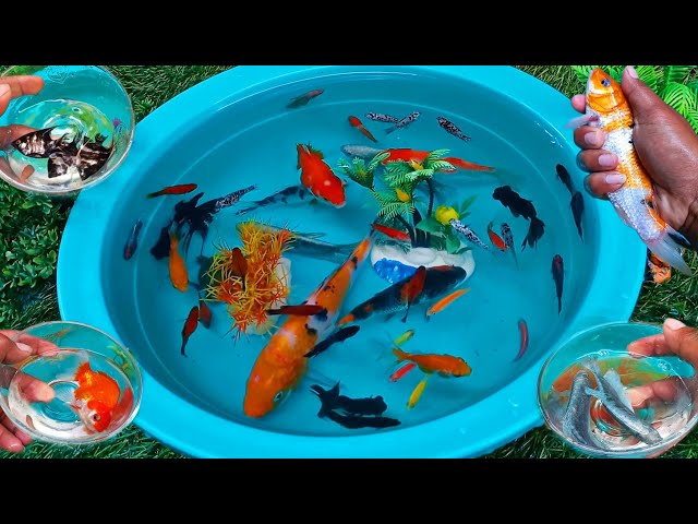 Find colorful ornamental fish, betta fish, koi fish,man fish, molly, guppy, channa, lobster, turtles