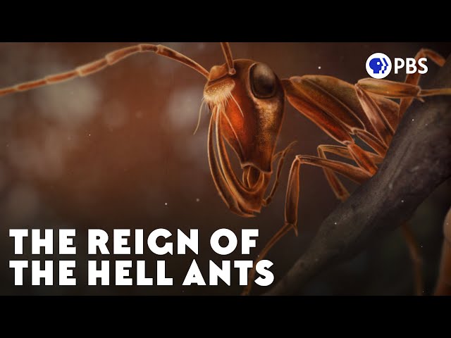 The Reign of the Hell Ants