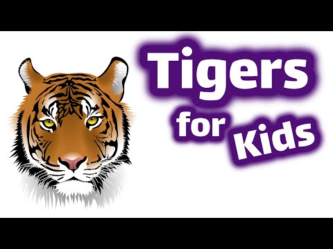 Learn About Tigers
