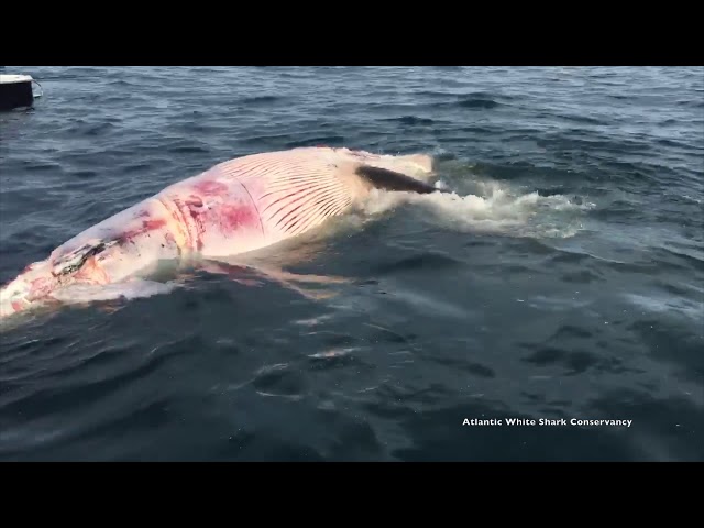 White sharks feeding on dead Minke whale
