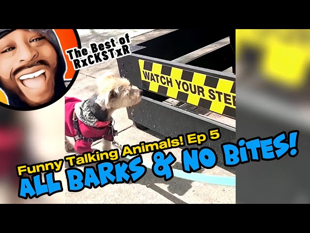 Best of RxCKSTxR Funny Talking Animal Voiceovers Compilation Ep 5