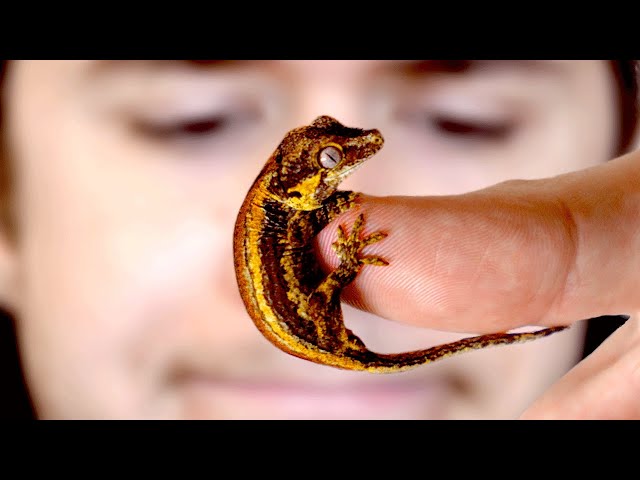 The delicate art of raising baby geckos