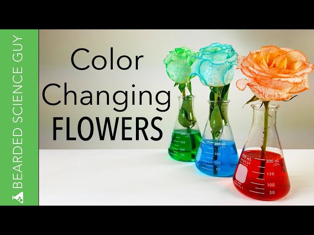 Color Changing Flowers Experiment (Biology)