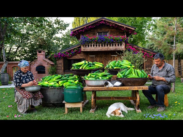 60 Days of Hard Working: Cucumbers - From Seeds to Harvest