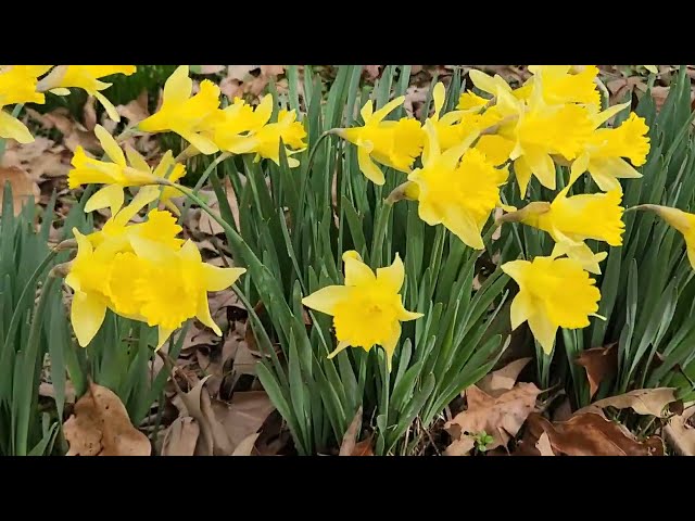 Beautiful Yellow Daffodils Spring Flowers 2024 #daffodils #springflowers #springseason #spring2024