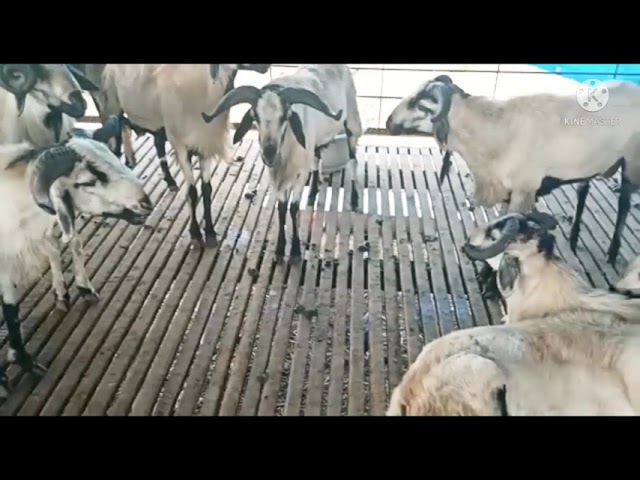 Bakrid beautiful sheeps