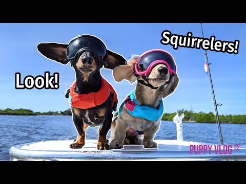 Ep#9: The Dogs Go to Florida, Find SQUIRRELERS! - Cute Puppy Vlog