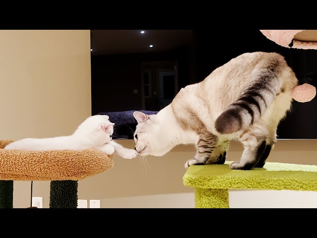 3 Minutes of Adorable and playful Kittens