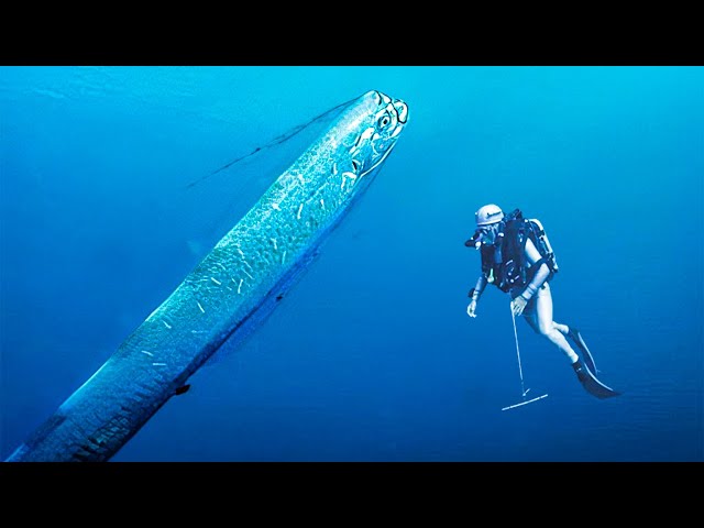 Oarfish | This Legendary Fish That Announces Tsunamis