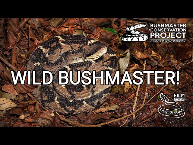 Finding a wild bushmaster in Costa Rica! The longest pit viper, venomous snake in the rainforest
