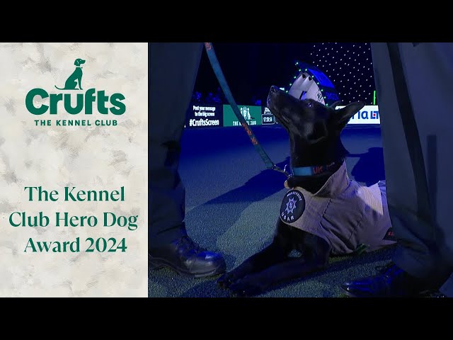 The Kennel Club Hero Dog Award | Crufts 2024