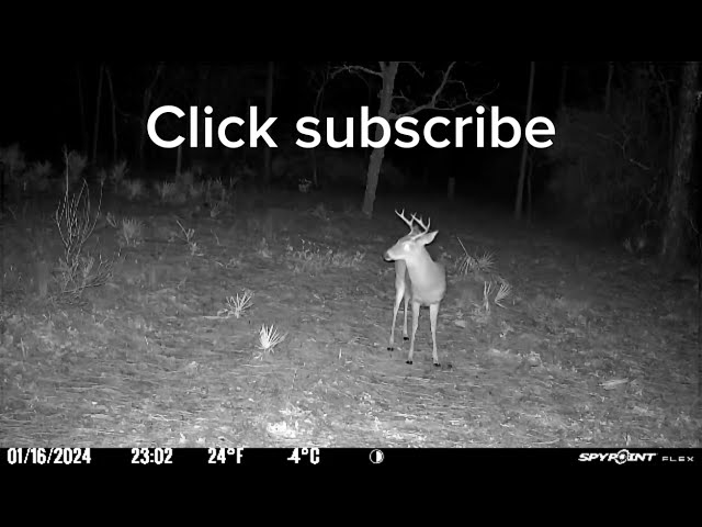 Finally caught a Buck. #buckdeer #bucks #deerhunter #huntingdeer #art #instagram