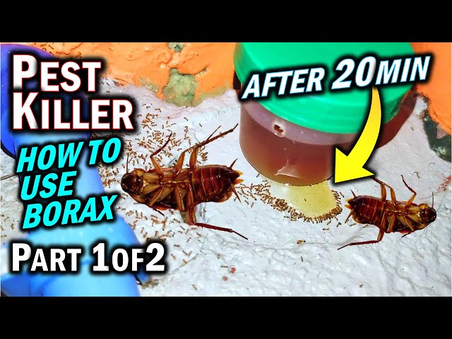 Is Borax Effective vs ANTS, ROACHES, & TERMITES as a Pest Killer? (Part 1 of 2)