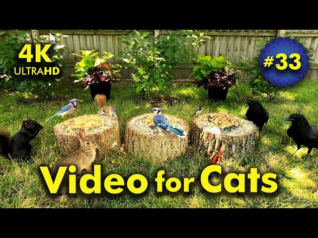 4K TV For Cats | Dogwood Days of Summer | Bird and Squirrel Watching | Video 33