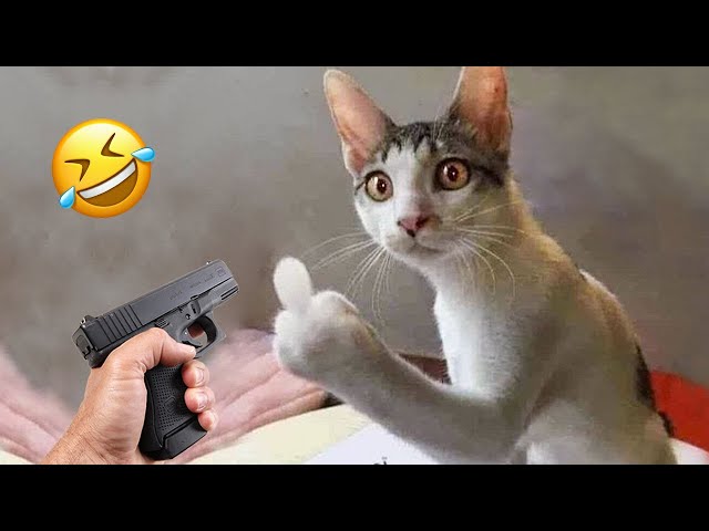 New Funny Animals 😄 Funniest Cats and Dogs Videos 😹🐶 Part 4