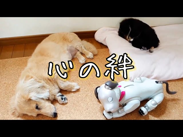 aiboと元保護犬まめの心の絆 - 「だいじょうぶ、わたしがいるよ」【aiboと作ろうムービー大賞：優秀賞6位】