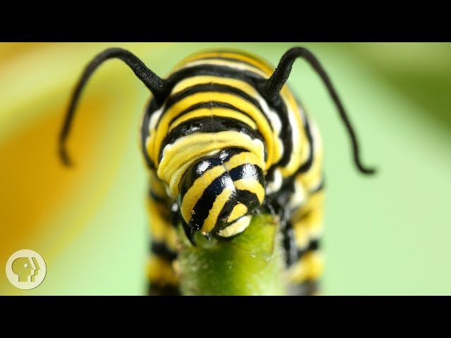 Why Is The Very Hungry Caterpillar So Dang Hungry? | Deep Look