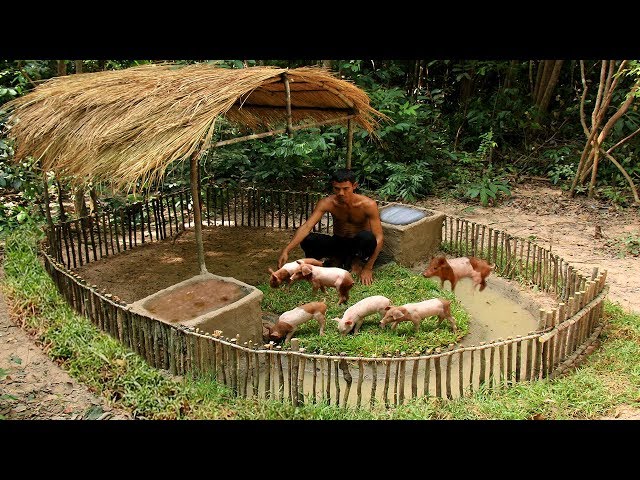 Build Mini Swimming Pool For Wild Pigs Around Build Wild Boar Pigs House
