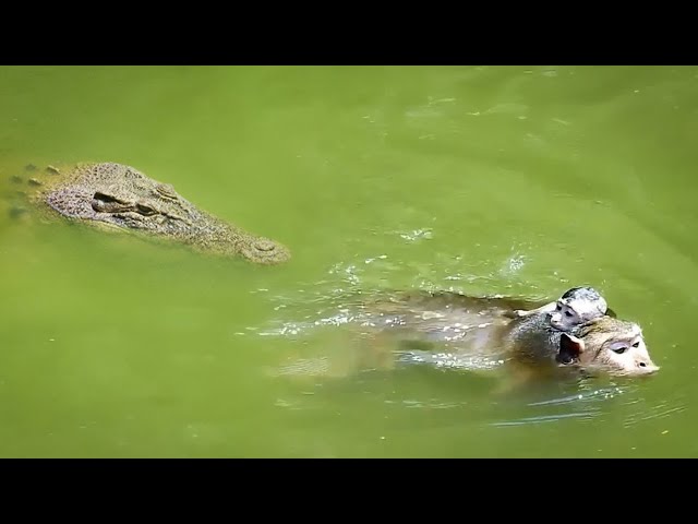 Monkeys Dying In a Crocodile Jaw