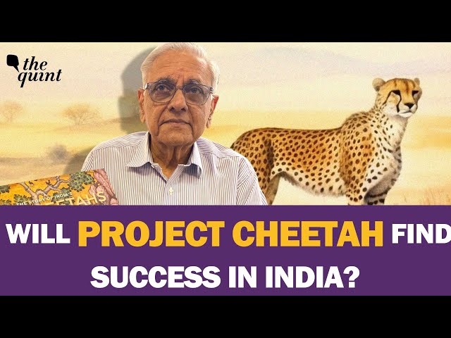 Will Project Cheetah Increase The Big Cat's Population In India? | The Quint