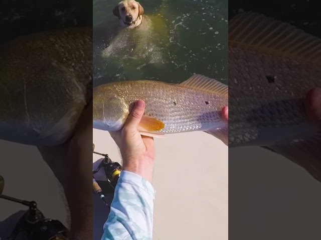 WILD Dog Gets So Excited He Swims With The Redfish!