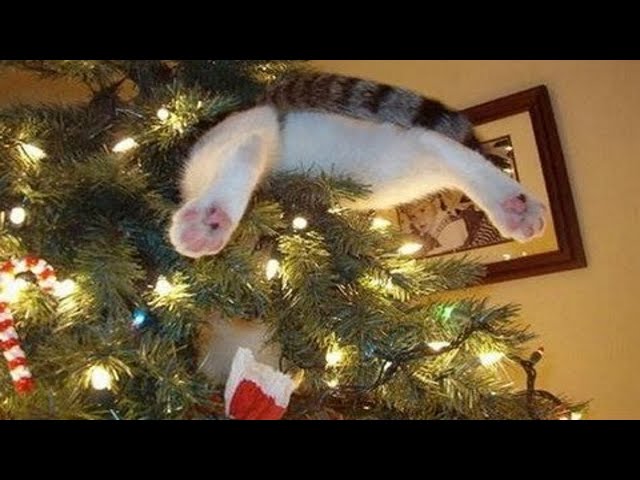 Funny Cats VS Christmas Trees Compilation 1